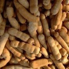 Tamarind